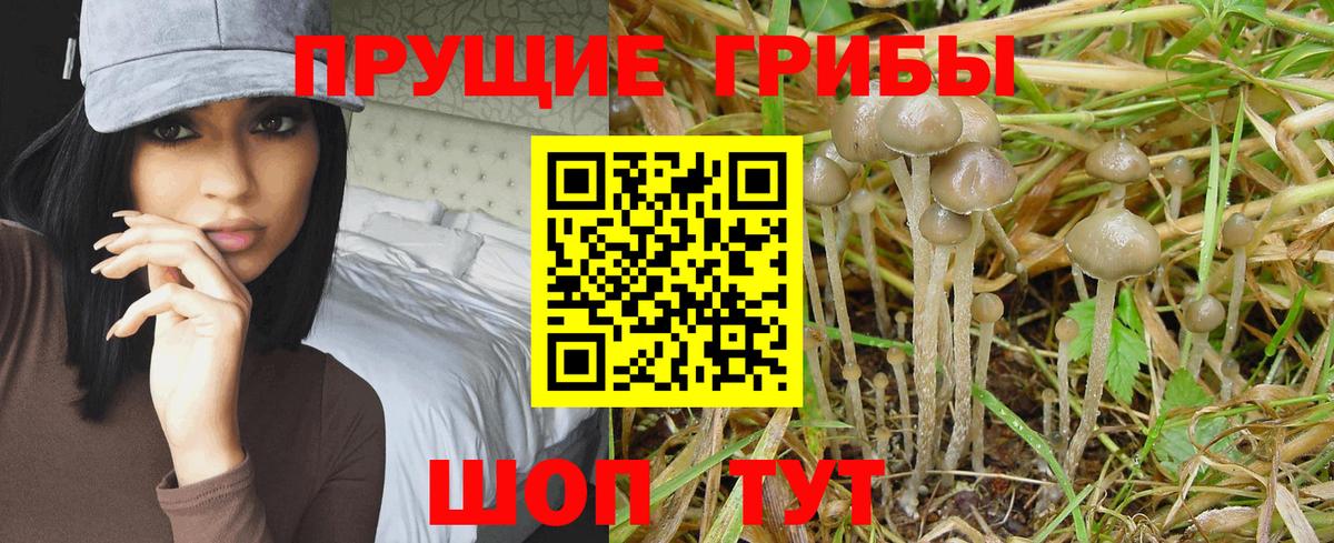 Псилоцибиновые грибы MAGIC MUSHROOMS  купить   Псилоцибиновые грибы GOLDEN TEACHER  Москва  Вход с VPN 